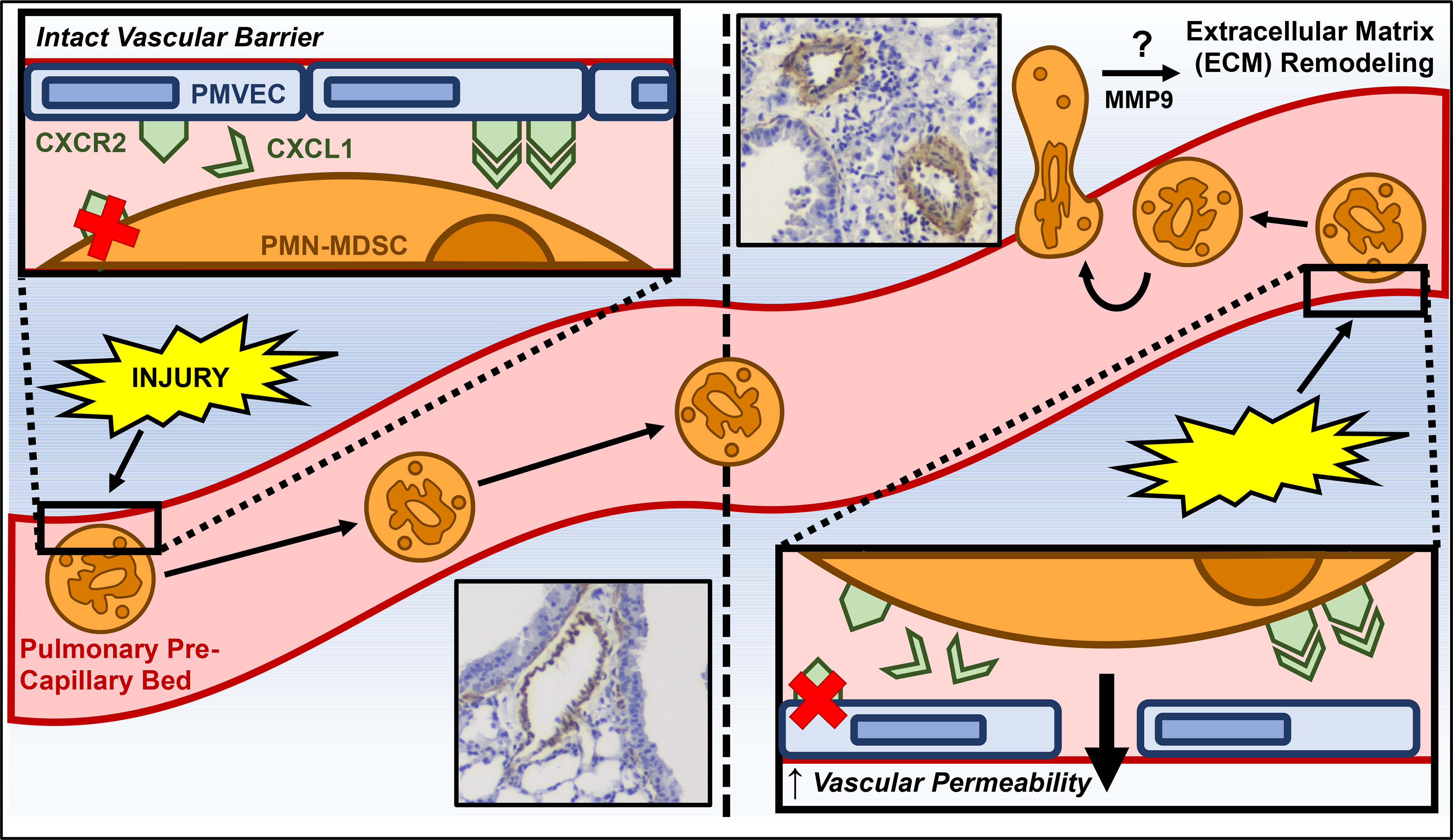 Diagram of endothelial and myeloid cell signaling in pulmonary vascular injury